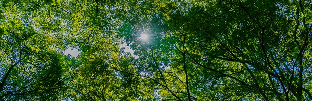 bel arbre vert feuille dans foret soleil